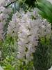 Aerides odorata